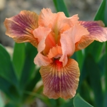 Iris germanica 'Absolute Joy' 