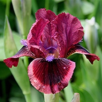 Iris germanica 'Cat's Eye' 