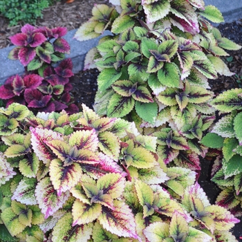 Coleus 'Honey Crisp' Balconisp