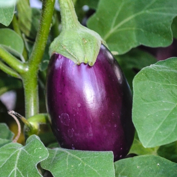 Solanum melongena 'Aubergine Amethyst'