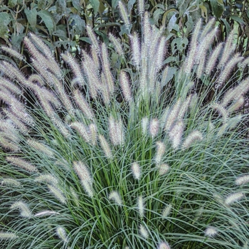 Pennisetum alopecuroides 'Hameln'