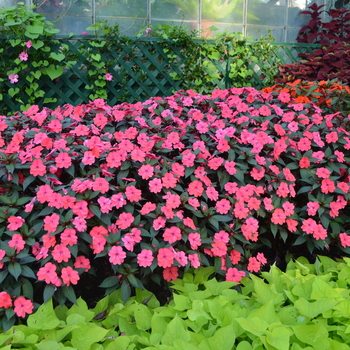 Impatiens SunPatiens® Coral