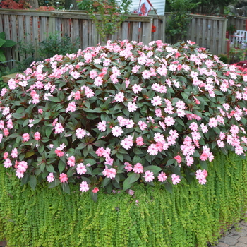 Impatiens SunPatiens® Blush Pink