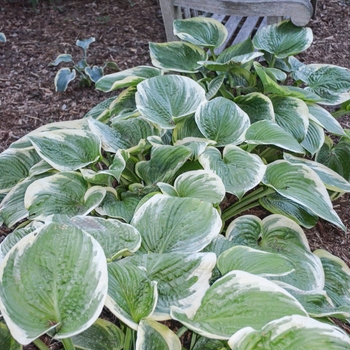 Hosta 'Spartan Glory' 