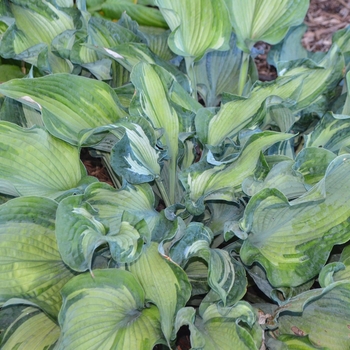 Hosta 'Guard'