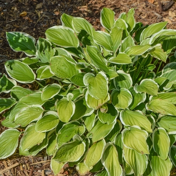 Hosta 'So Sweet'