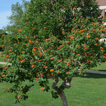 Lantana camara 'Multiple Varieties'