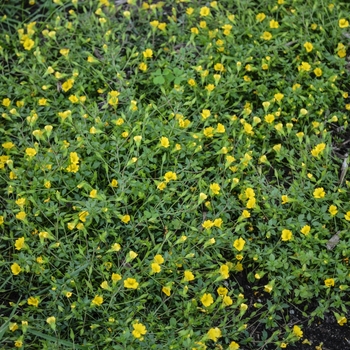 Mecardonia procumbens 'Magic Carpet™' (054244)