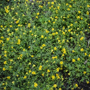 Mecardonia procumbens 'Magic Carpet™' 