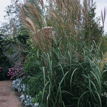 Miscanthus sinensis 'Rigoletto'