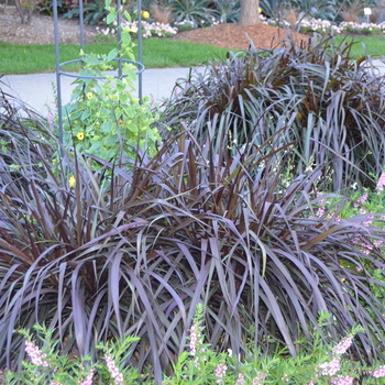 Pennisetum purpureum 'Tift 8' 