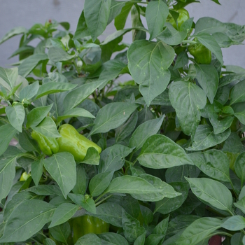 Capsicum annuum 'Pompeii'