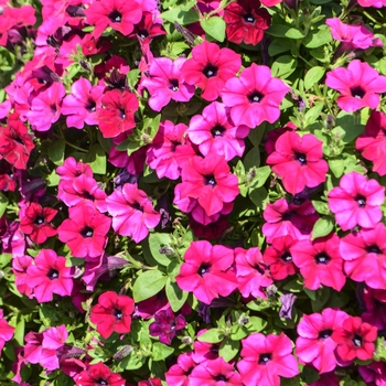 Petunia 'Baby Deep Purple' 