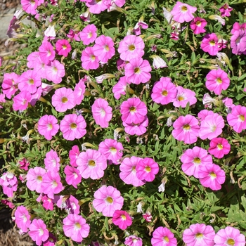 Petchoa SuperCal® 'Pink Ice'