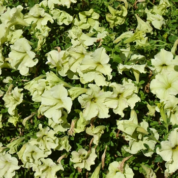 Petunia 'Sophistica® Lime Green'