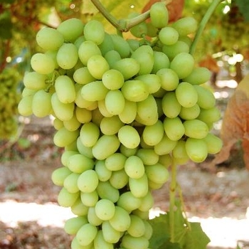 Vitis vinifera 'Perlette' 