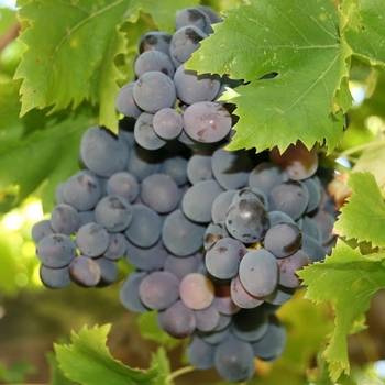 Vitis vinifera 'Black Monukka' 