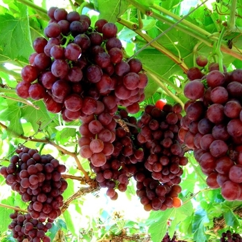 Vitis vinifera 'Flame Seedless' 
