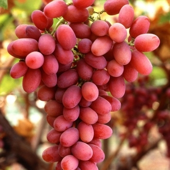 Ruby Seedless Grape Vine