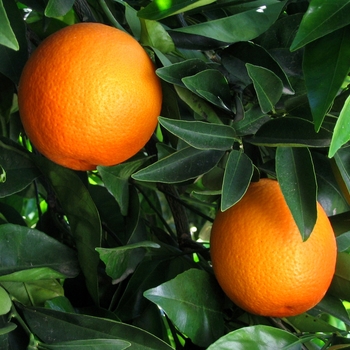 Citrus sinensis 'Trovita' 
