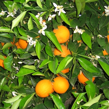 Citrus sinensis 'Washington' 