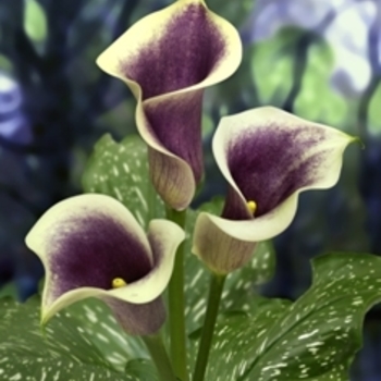 Zantedeschia 'Picasso' 