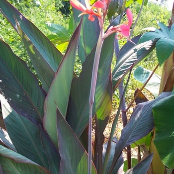 Canna x generalis 'Bird of Paradise' 