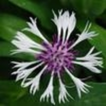 Centaurea montana 'Amethyst Dream' 