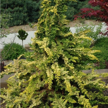 Chamaecyparis obtusa 'Tetragona Aurea' 