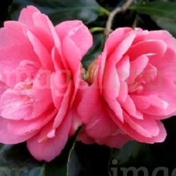 Camellia japonica 'Faith' 