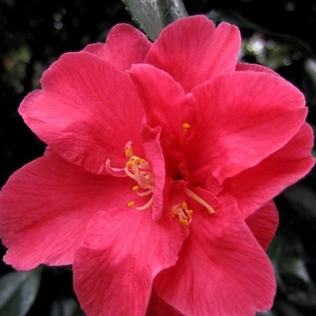 Camellia japonica 'Flame' 
