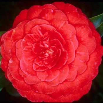 Camellia japonica 'Glen 40' 