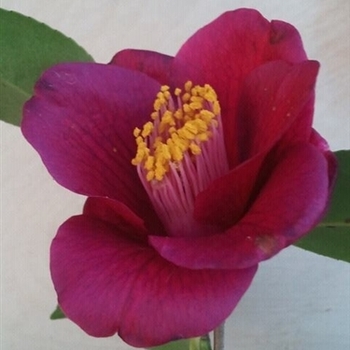 Camellia japonica 'Grape Soda' 