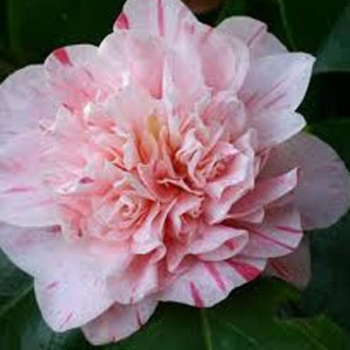 Camellia japonica 'Kick Off' 