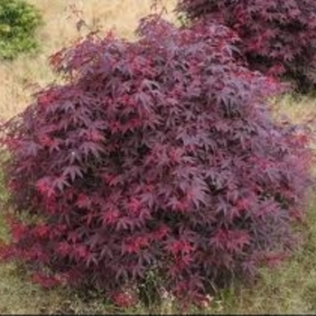 Acer palmatum 'Englishtown' 