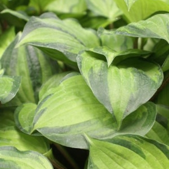 Hosta 'Volcano Island' PP24008