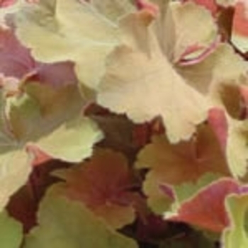 Heuchera villosa 'Kassandra' PP21466