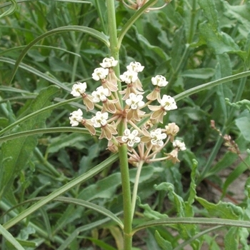 Asclepias linaria