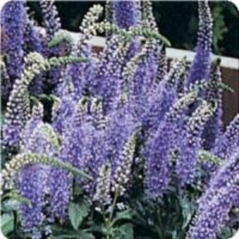 Veronica spicata 'Blue Bouquet' 