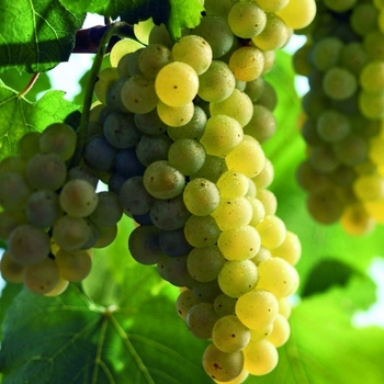 Vitis vinifera 'Chardonnay' 