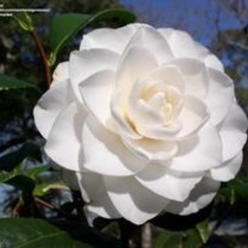 Camellia japonica 'Kagiri' 