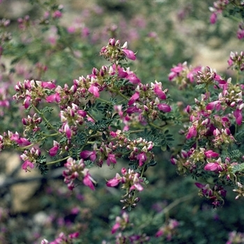 Dalea frutescens