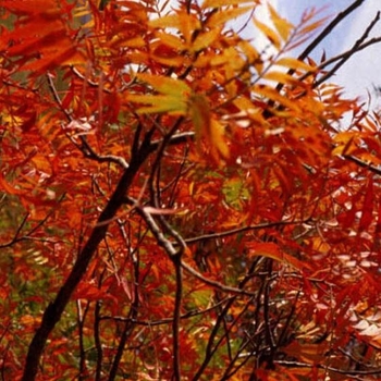 Rhus lanceolata