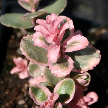 Sedum 'Pinky' 