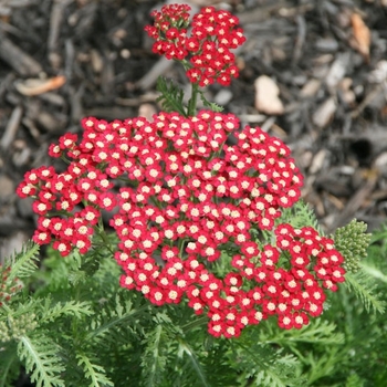 Achillea millefolium 'Laura' 