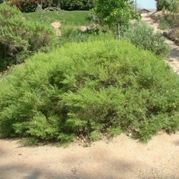 Baccharis 'Centennial' 