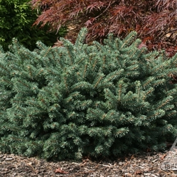 Picea pungens 'Waldbrunn' 