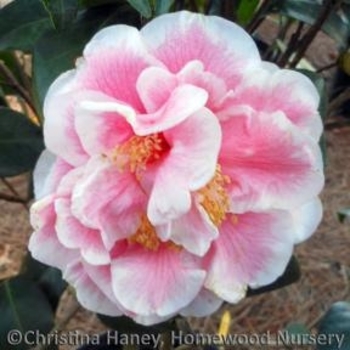 Camellia japonica 'Dorothy Zerkowski' 