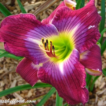 Hemerocallis 'Water Dragon' 