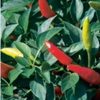 Capsicum annuum 'Super Chili' 